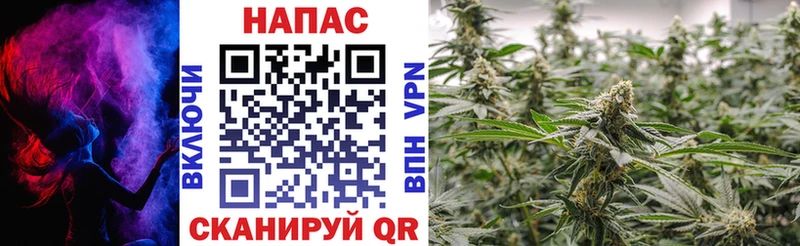 Шишки марихуана семена  магазин продажи наркотиков  Кувшиново 